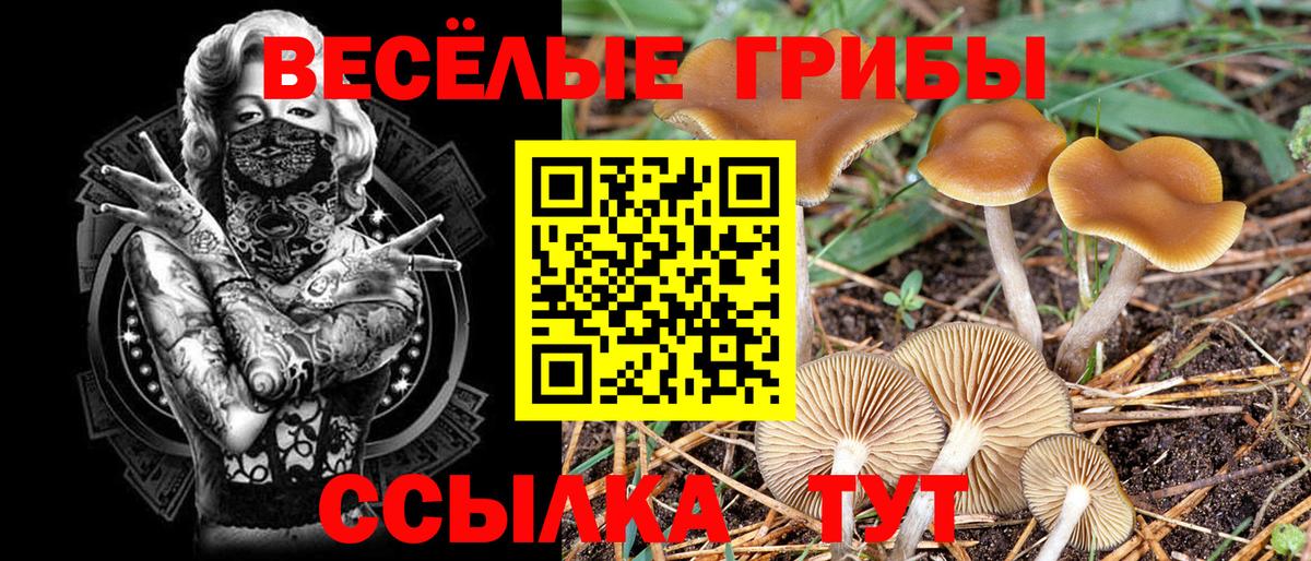 Галлюциногенные грибы прущие грибы  Вход с VPN  Псилоцибиновые грибы Psilocybine cubensis  Чернушка 